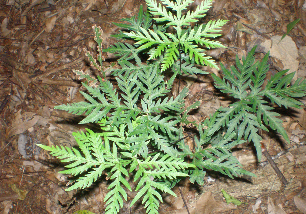 Biosfera-Larumbe-05