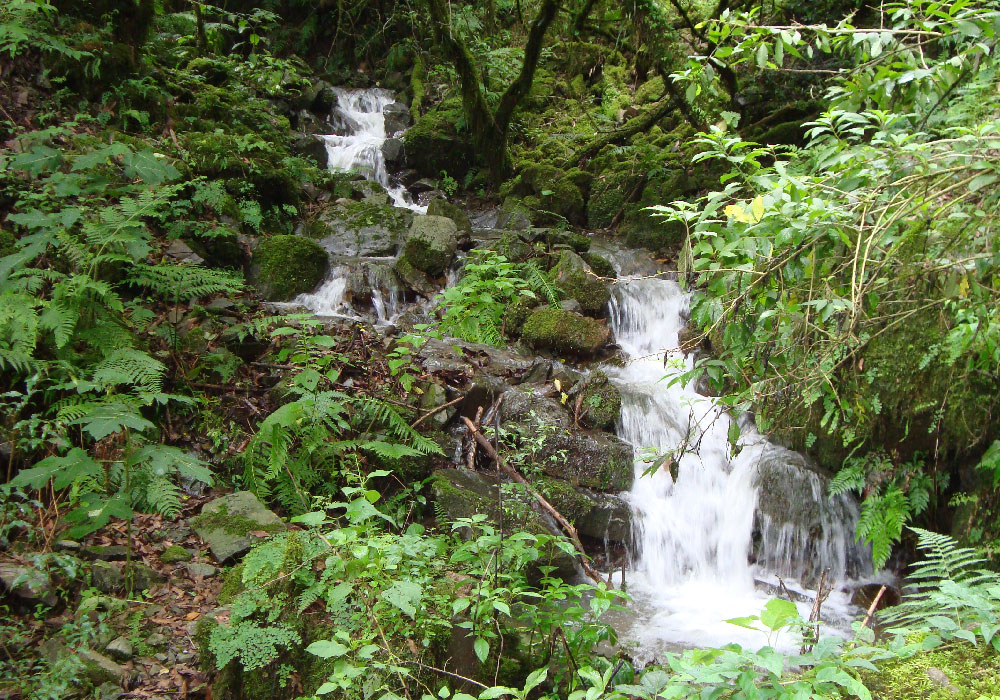 Del-Huaico-01