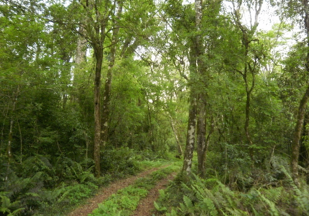 guarani-04
