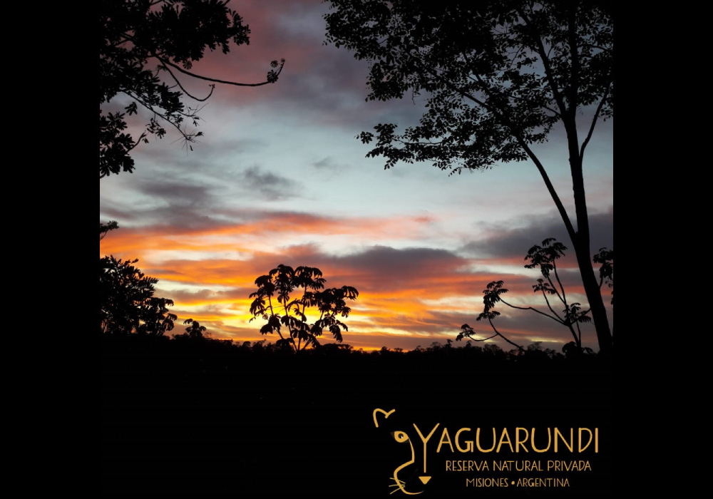 yaguarundy