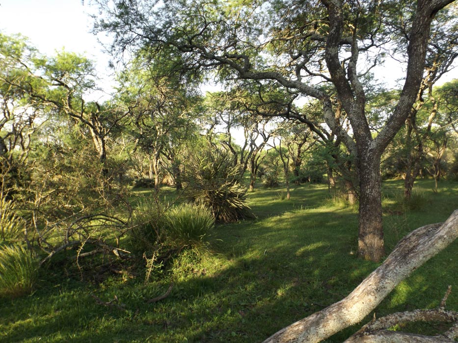 El Guayabo (4)