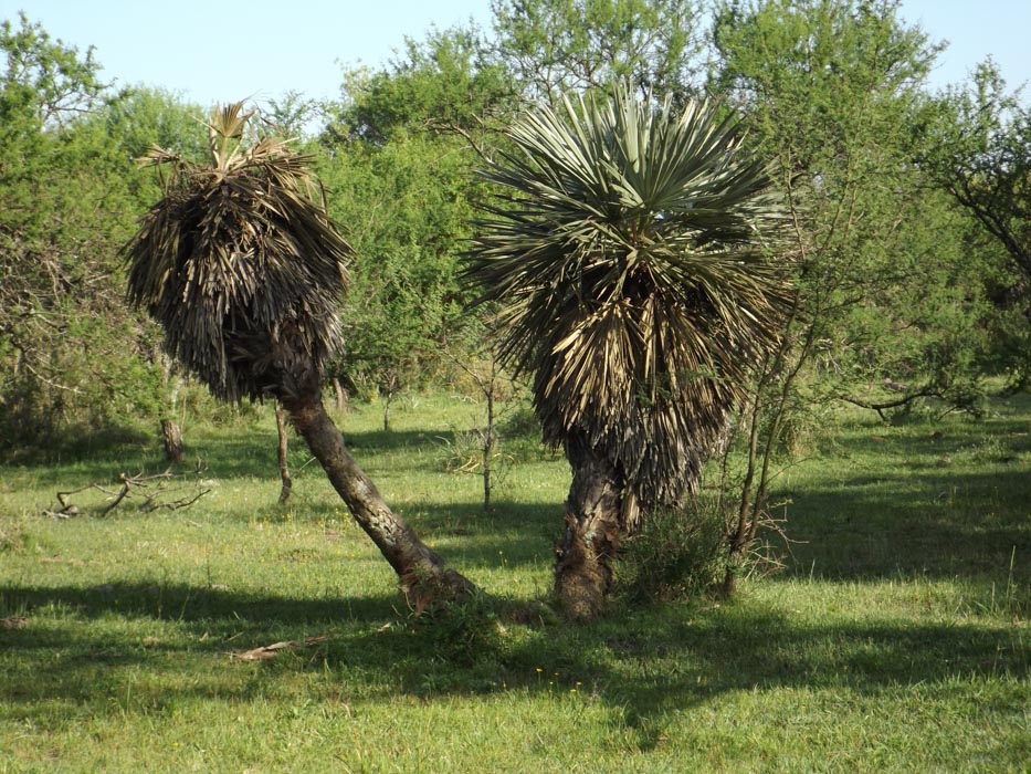 El Guayabo (6)