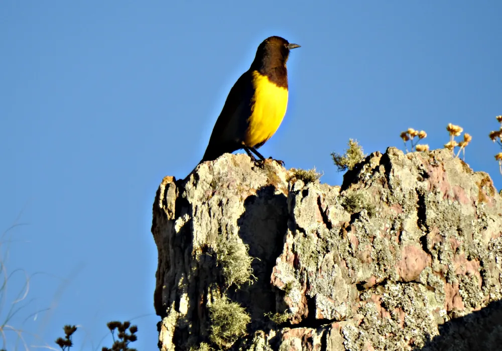 las-piedras-002
