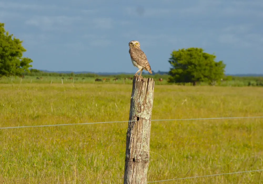 los-nanduces-2026-002