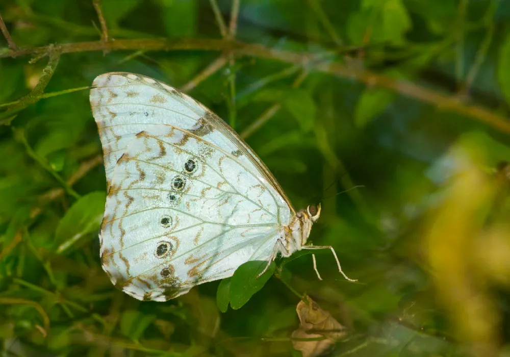 los-nanduces-2026-004